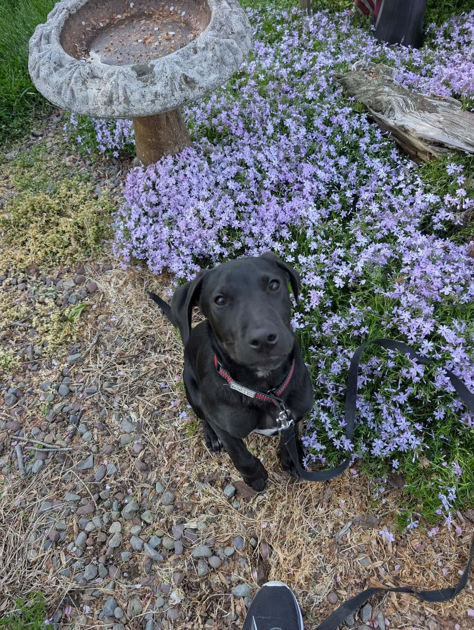 Enlarge Ratchet, a ADOPTABLE mixed breed in Bethlehem, PA image 2/6