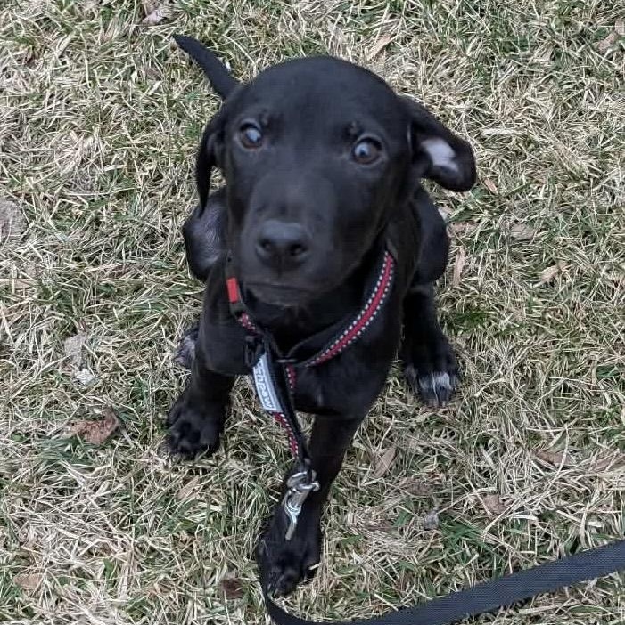Ratchet, ADOPTABLE, Puppy Male Hound & Labrador Retriever.