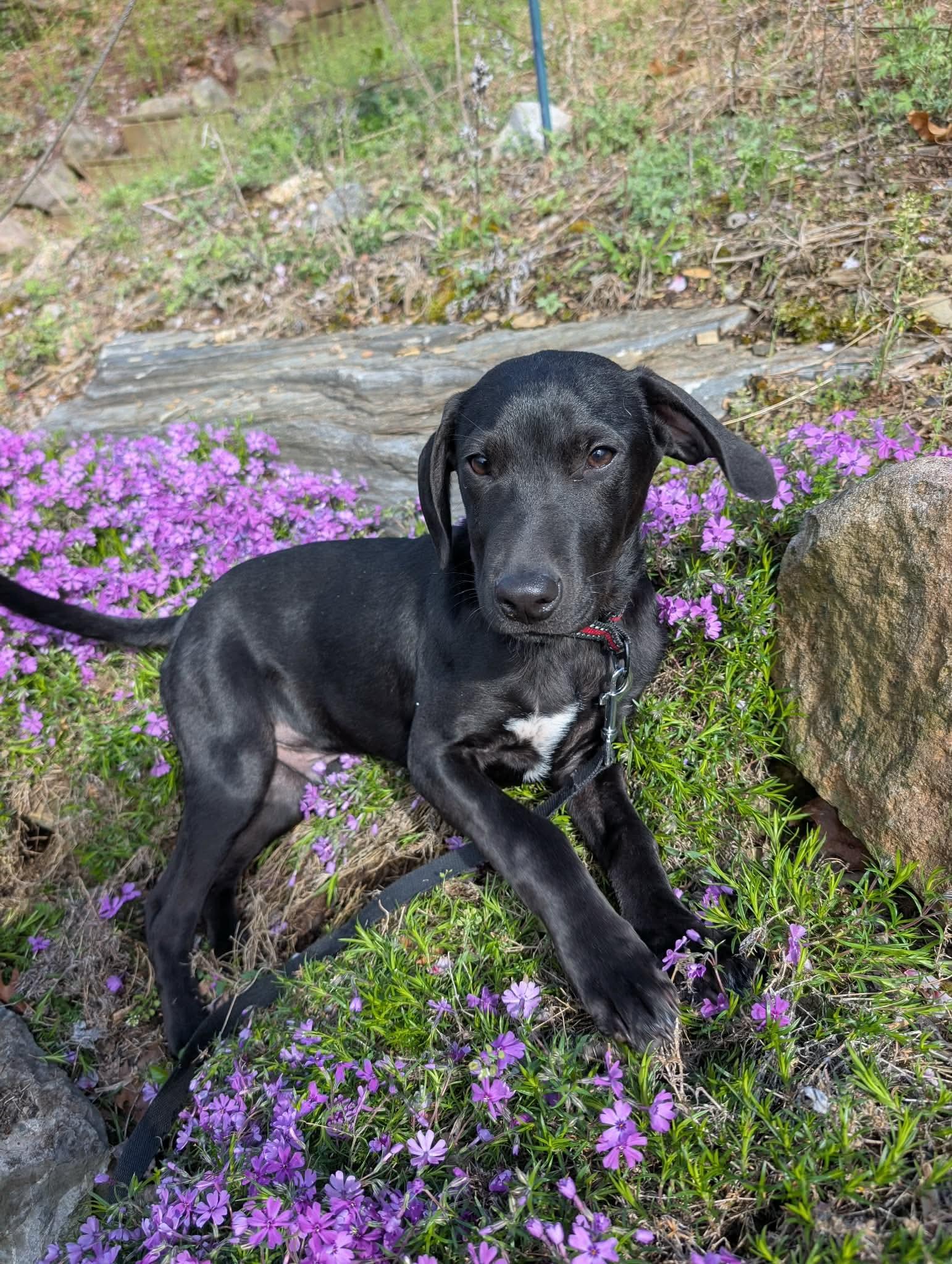 Enlarge Ratchet, a ADOPTABLE mixed breed in Bethlehem, PA image 5/6