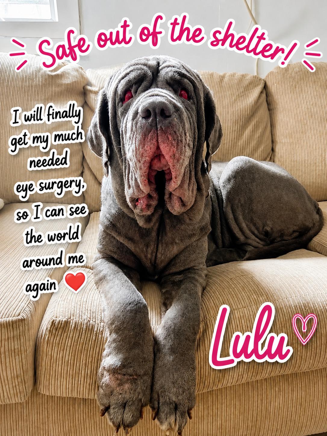 Enlarge LULU, a Adopted Neapolitan Mastiff in Huntington, NY image 2/3