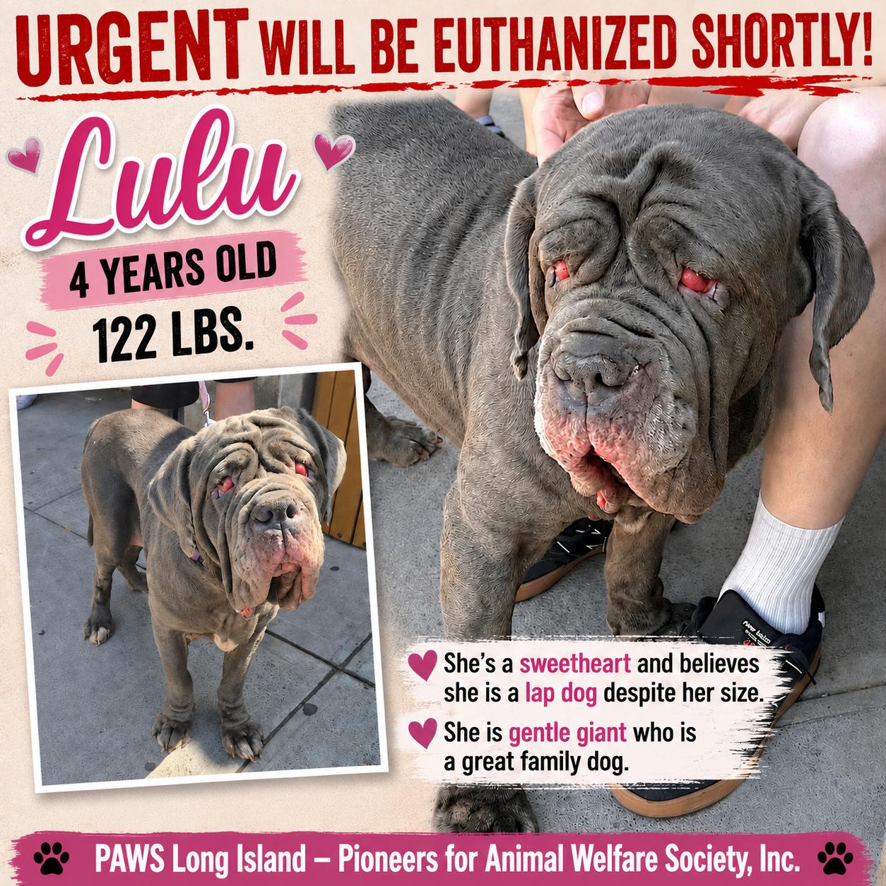 Enlarge LULU, a Adopted Neapolitan Mastiff in Huntington, NY image 3/3
