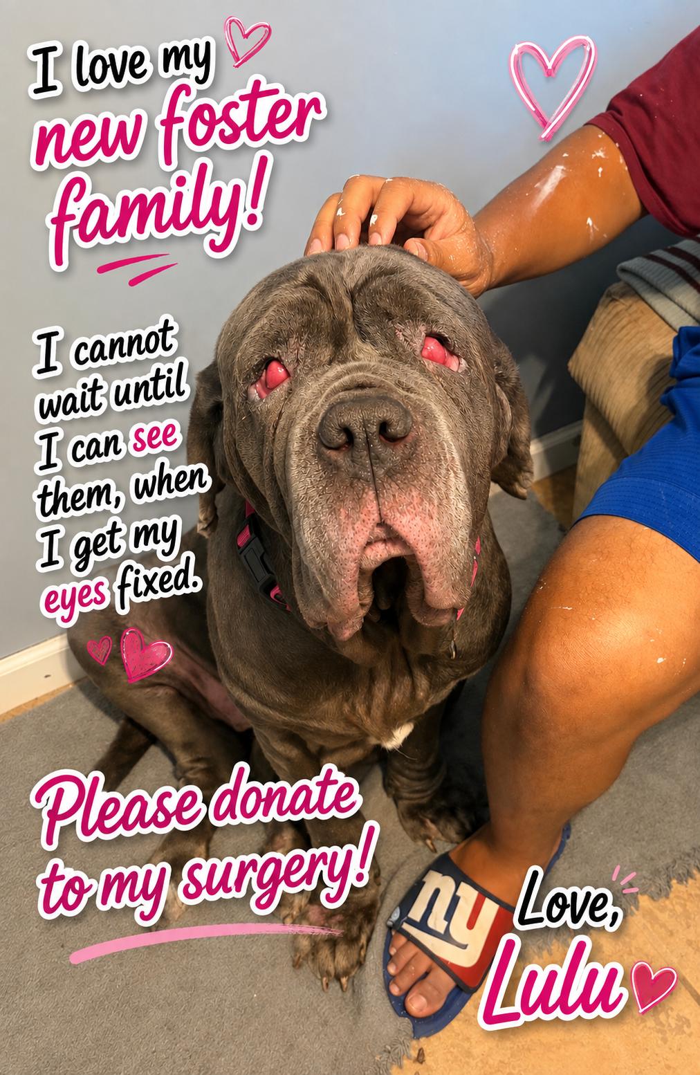 LULU, ADOPTABLE, Young Female Neapolitan Mastiff.