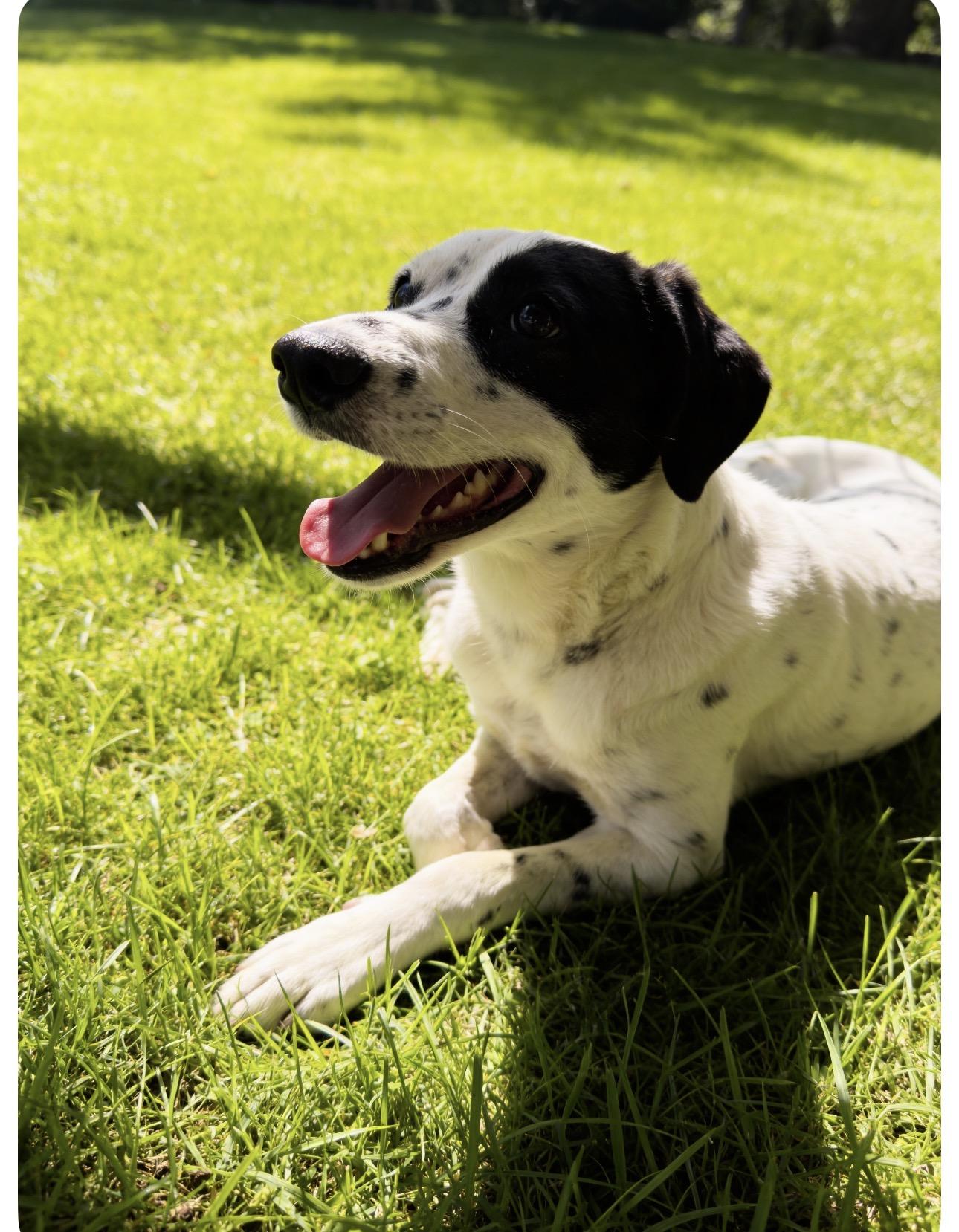 Milo, ADOPTABLE, Young Male Australian Cattle Dog / Blue Heeler.