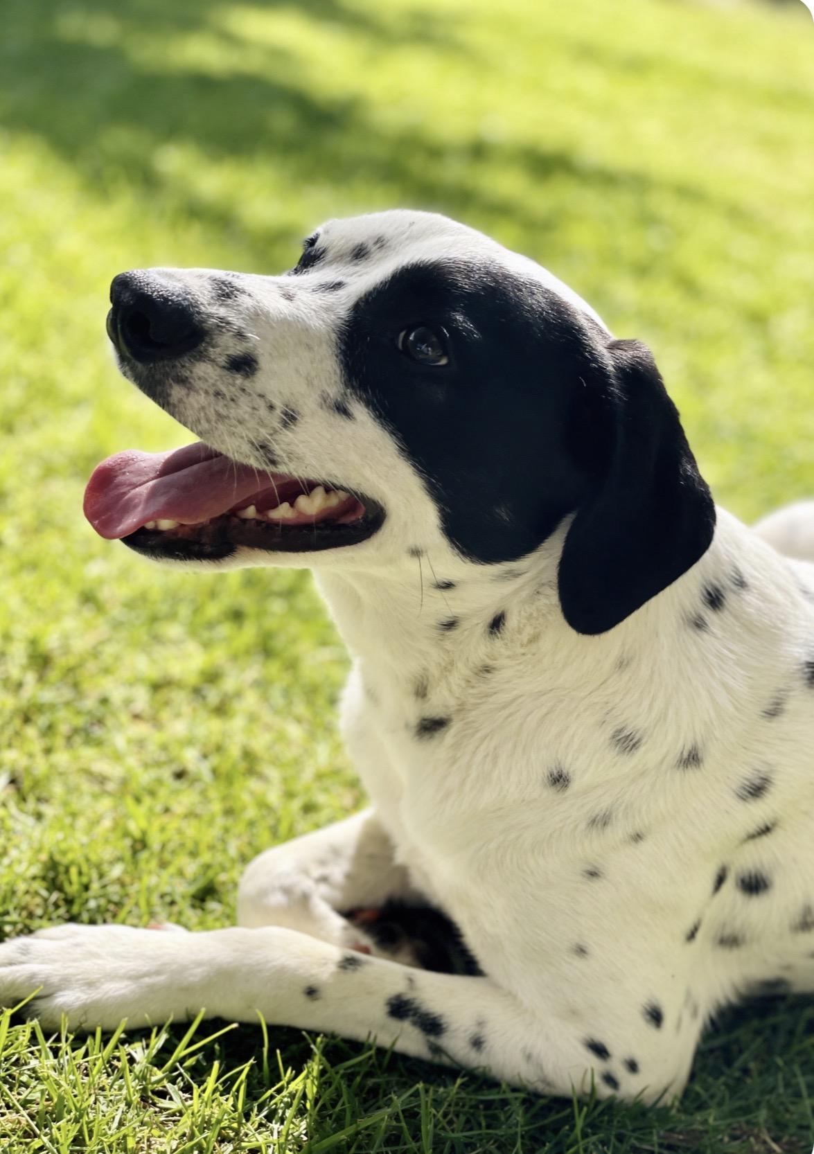 Enlarge Milo, a ADOPTABLE Australian Cattle Dog / Blue Heeler in Los Angeles, CA image 4/5