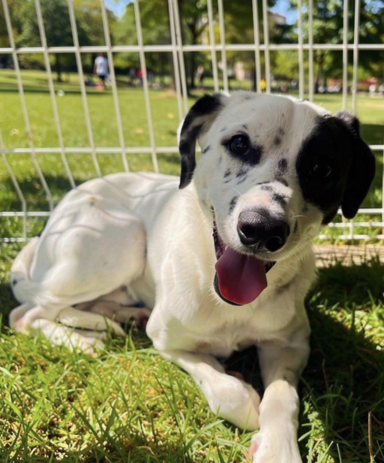 Enlarge Milo, a ADOPTABLE Australian Cattle Dog / Blue Heeler in Los Angeles, CA image 3/5