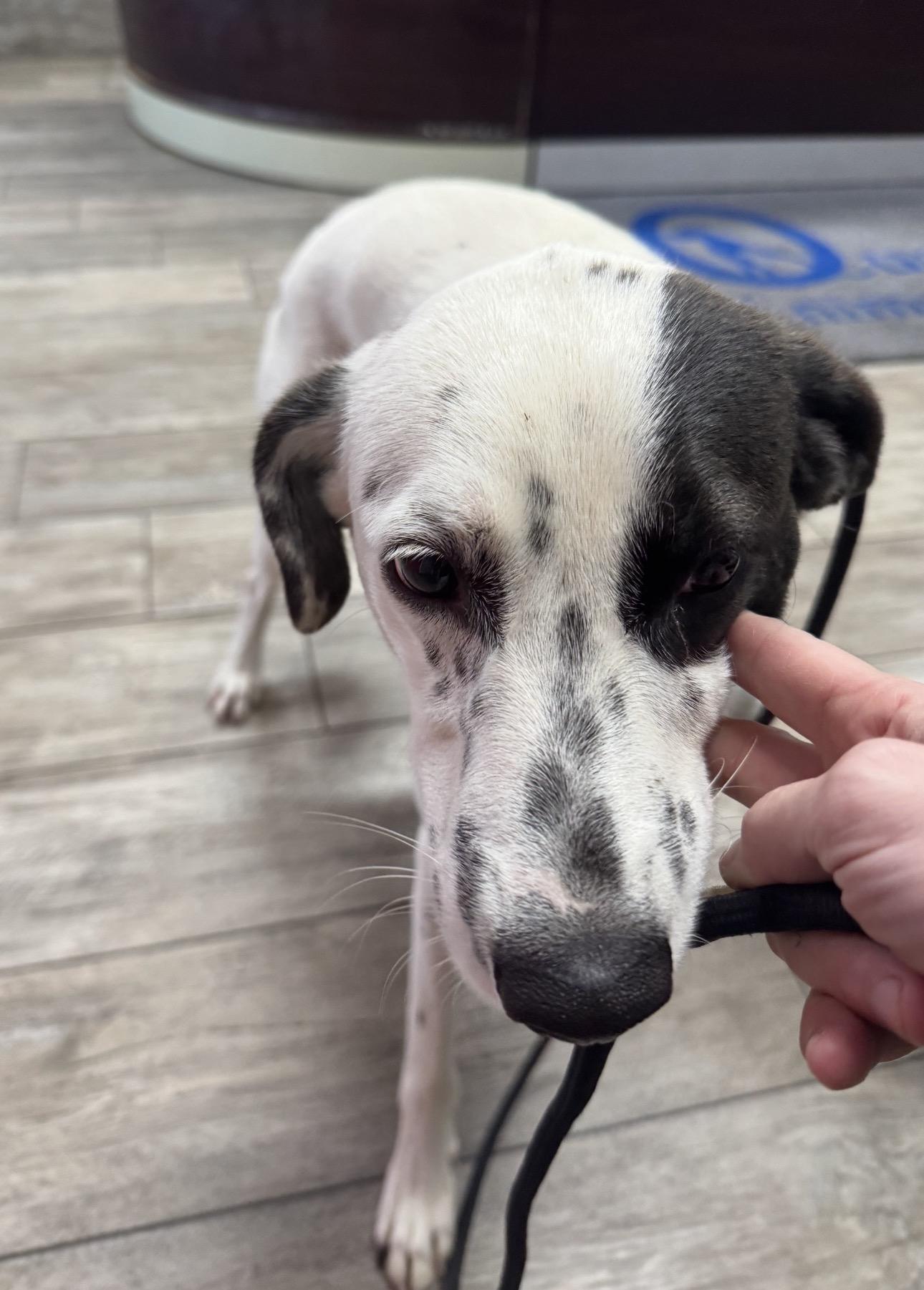 Enlarge Milo, a ADOPTABLE Australian Cattle Dog / Blue Heeler in Los Angeles, CA image 5/5