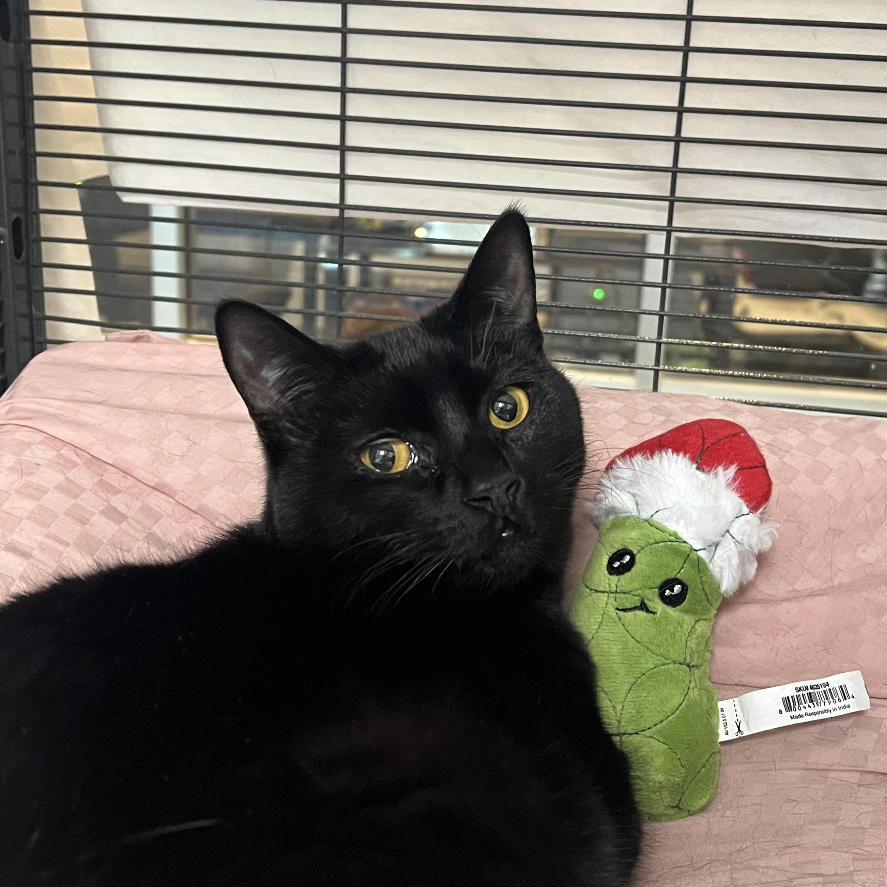 Bird(Bonded with Maximus) (Pounce Cat Cafe), ADOPTABLE, Young Female Domestic Short Hair.