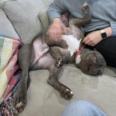 Enlarge Gomez, a Adoptable mixed breed in Washington, DC image 1/3