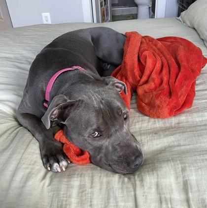 Enlarge Gomez, a Adoptable mixed breed in Washington, DC image 2/3