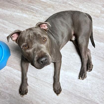 Enlarge Gomez, a Adoptable mixed breed in Washington, DC image 3/3