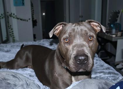 Enlarge Gomez, a Adoptable mixed breed in Washington, DC image 3/3