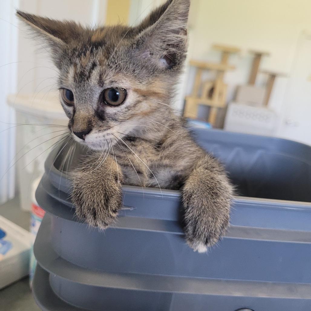 Enlarge Lucy, a Adoptable Domestic Medium Hair in Clarksdale, MS image 1/1