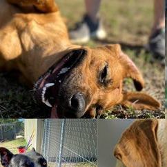 Dale, Adoptable, Adult Female Rhodesian Ridgeback & Retriever.