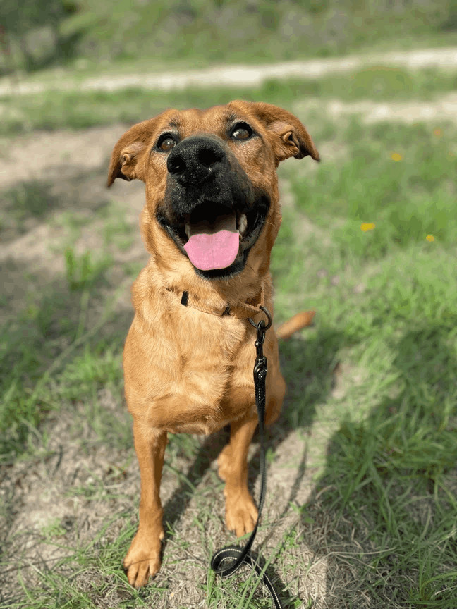 Dale, a Adoptable mixed breed in Kerrville, TX image 2/6