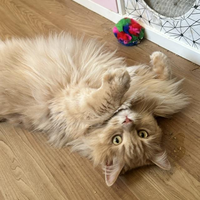 Enlarge Baxter, a ADOPTABLE Domestic Long Hair in Caledon, ON image 2/5