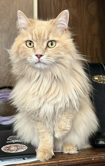 Enlarge Baxter, a ADOPTABLE Domestic Long Hair in Caledon, ON image 3/5