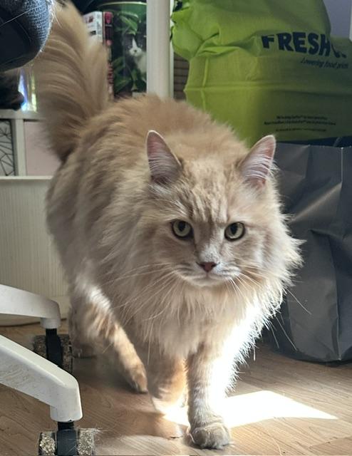 Enlarge Baxter, a ADOPTABLE Domestic Long Hair in Caledon, ON image 5/5