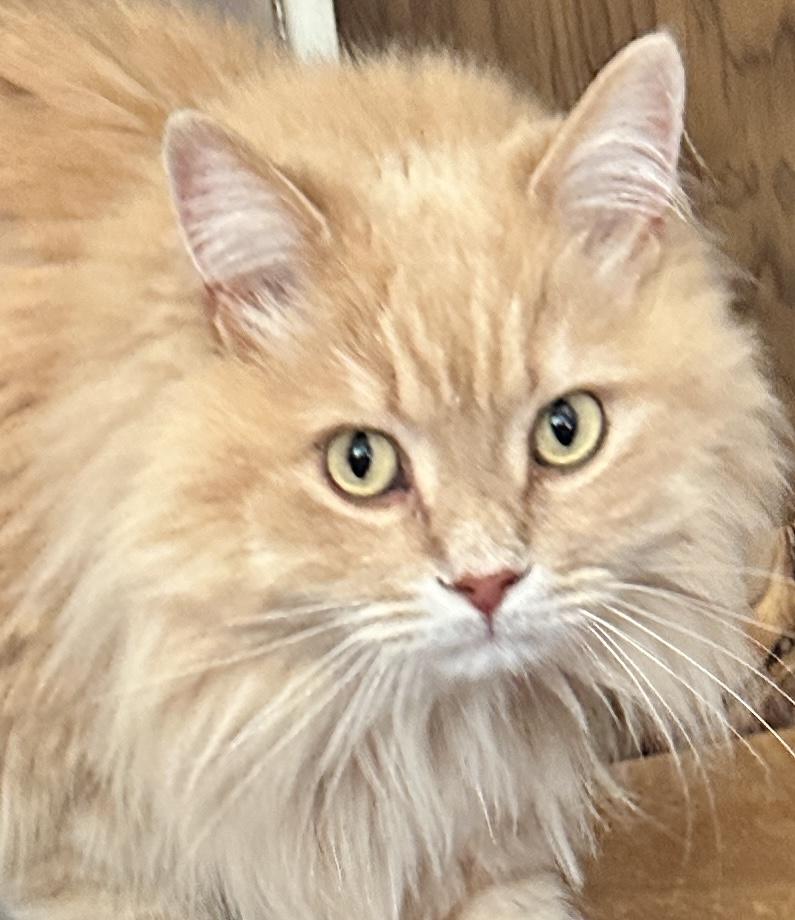 Enlarge Baxter, a ADOPTABLE Domestic Long Hair in Caledon, ON image 1/5