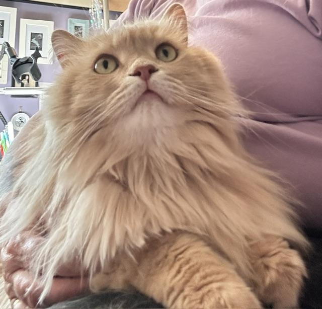 Enlarge Baxter, a ADOPTABLE Domestic Long Hair in Caledon, ON image 4/5