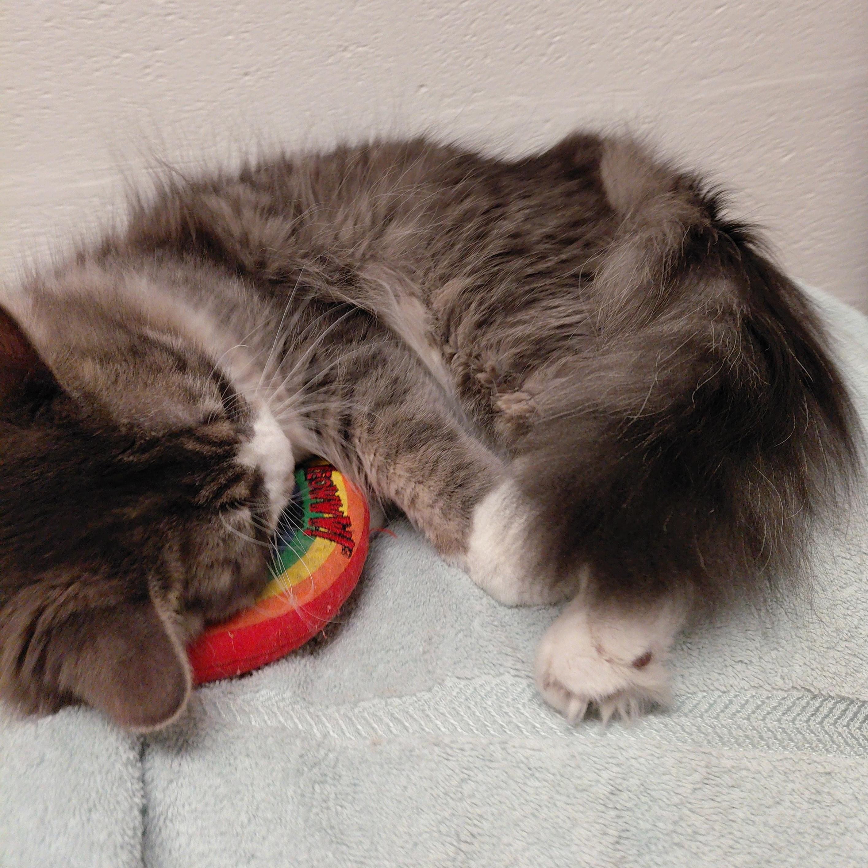 Lil' Man, a Adoptable Domestic Long Hair in Stanley, VA image 5/6