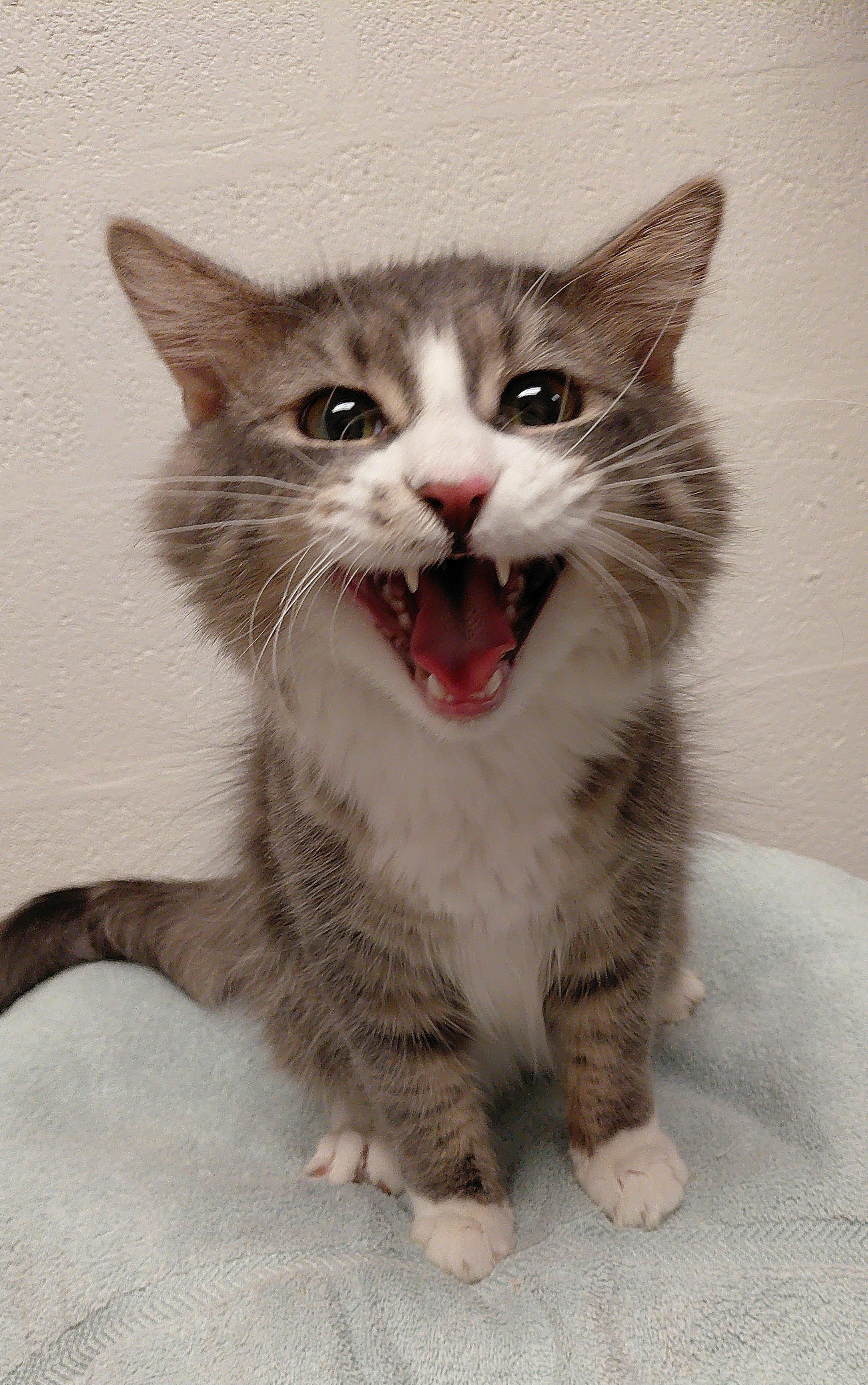Lil' Man, a Adoptable Domestic Long Hair in Stanley, VA image 3/6