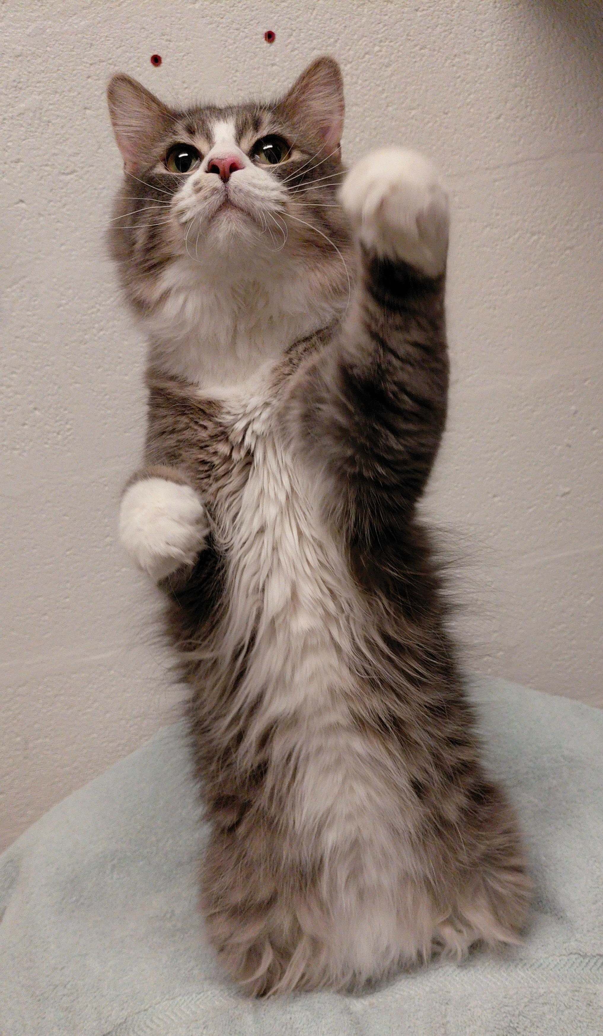 Lil' Man, a Adoptable Domestic Long Hair in Stanley, VA image 6/6