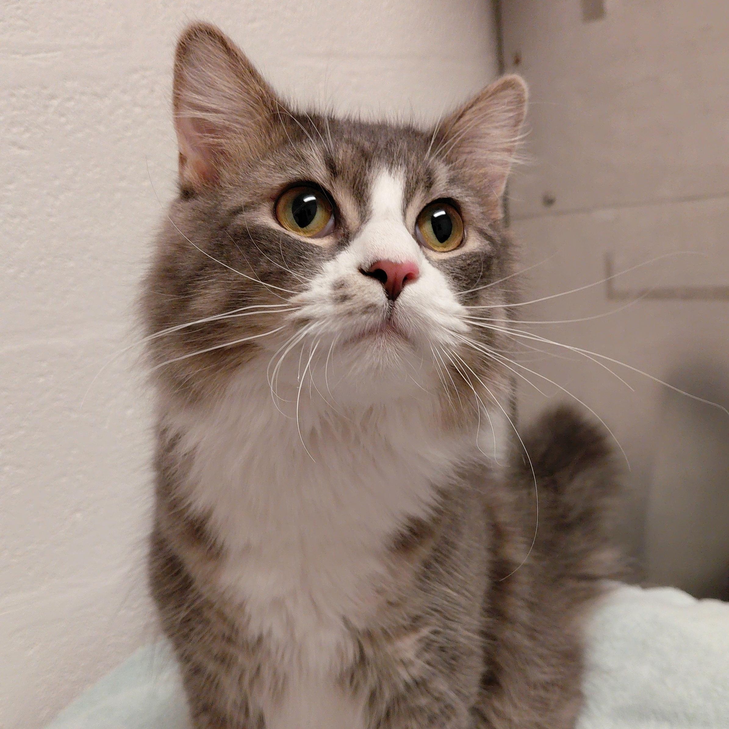 Lil' Man, a Adoptable Domestic Long Hair in Stanley, VA image 1/6