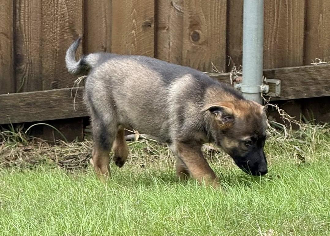 Enlarge Rudolph, a ADOPTABLE German Shepherd Dog in Dallas, TX image 3/6