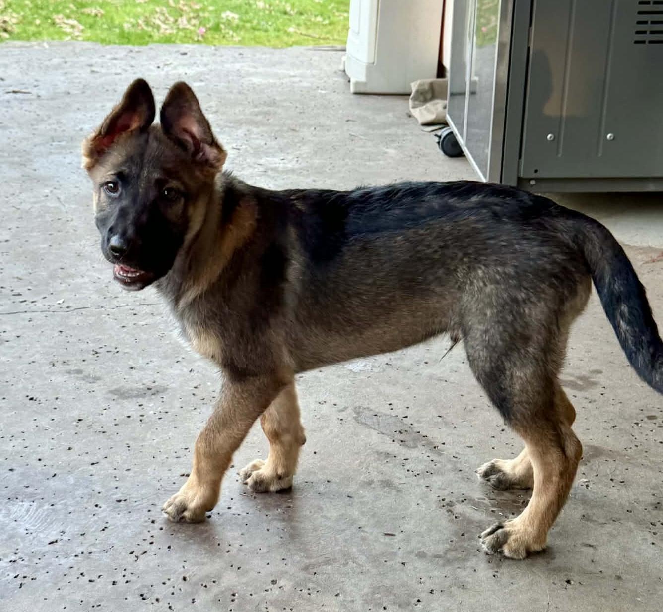 Rudolph, ADOPTABLE, Puppy Male German Shepherd Dog.