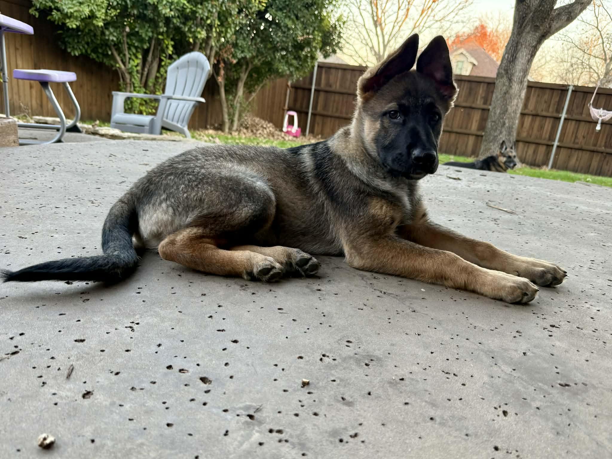 Enlarge Rudolph, a ADOPTABLE German Shepherd Dog in Dallas, TX image 6/6