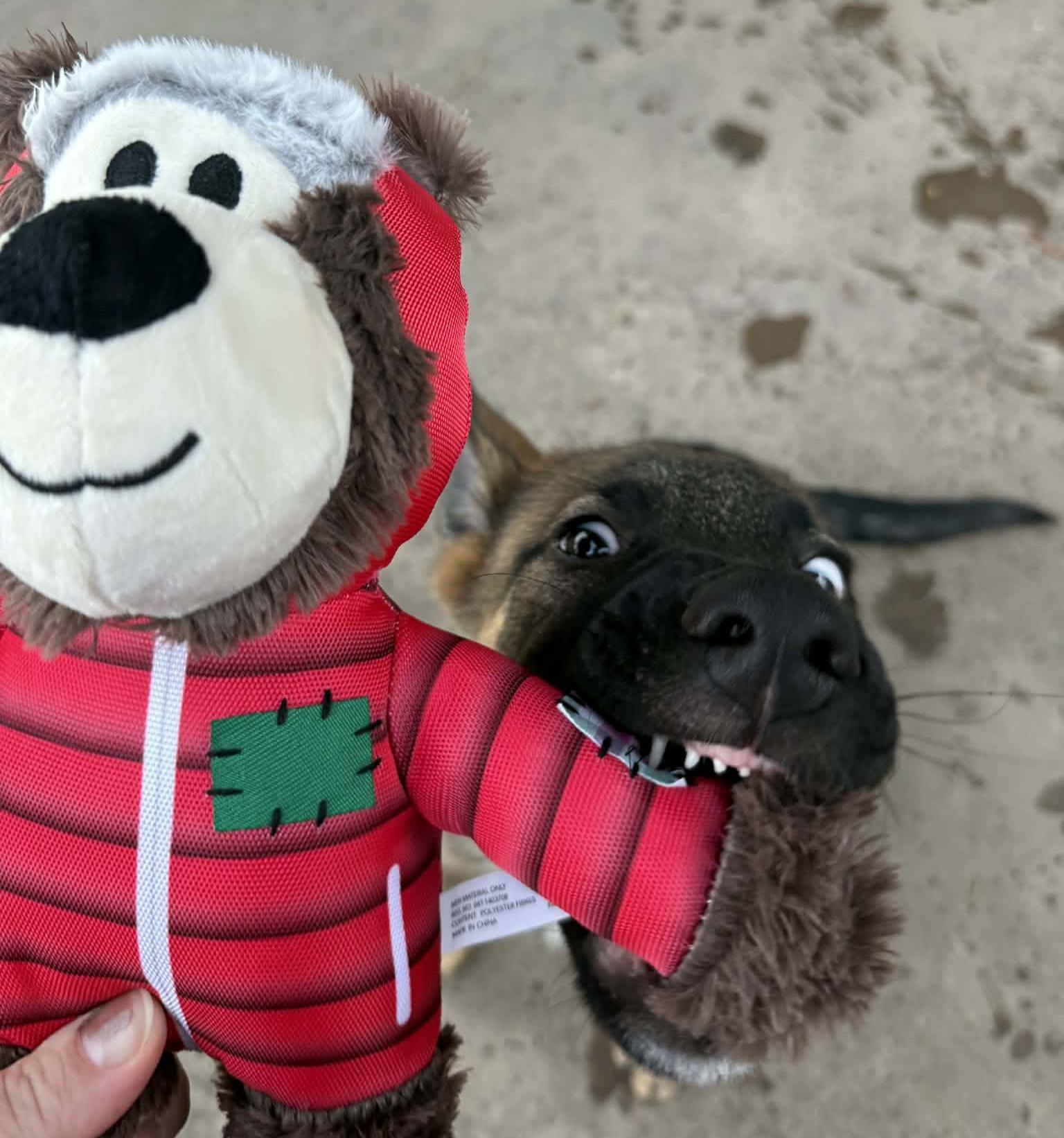 Enlarge Rudolph, a ADOPTABLE German Shepherd Dog in Dallas, TX image 5/6