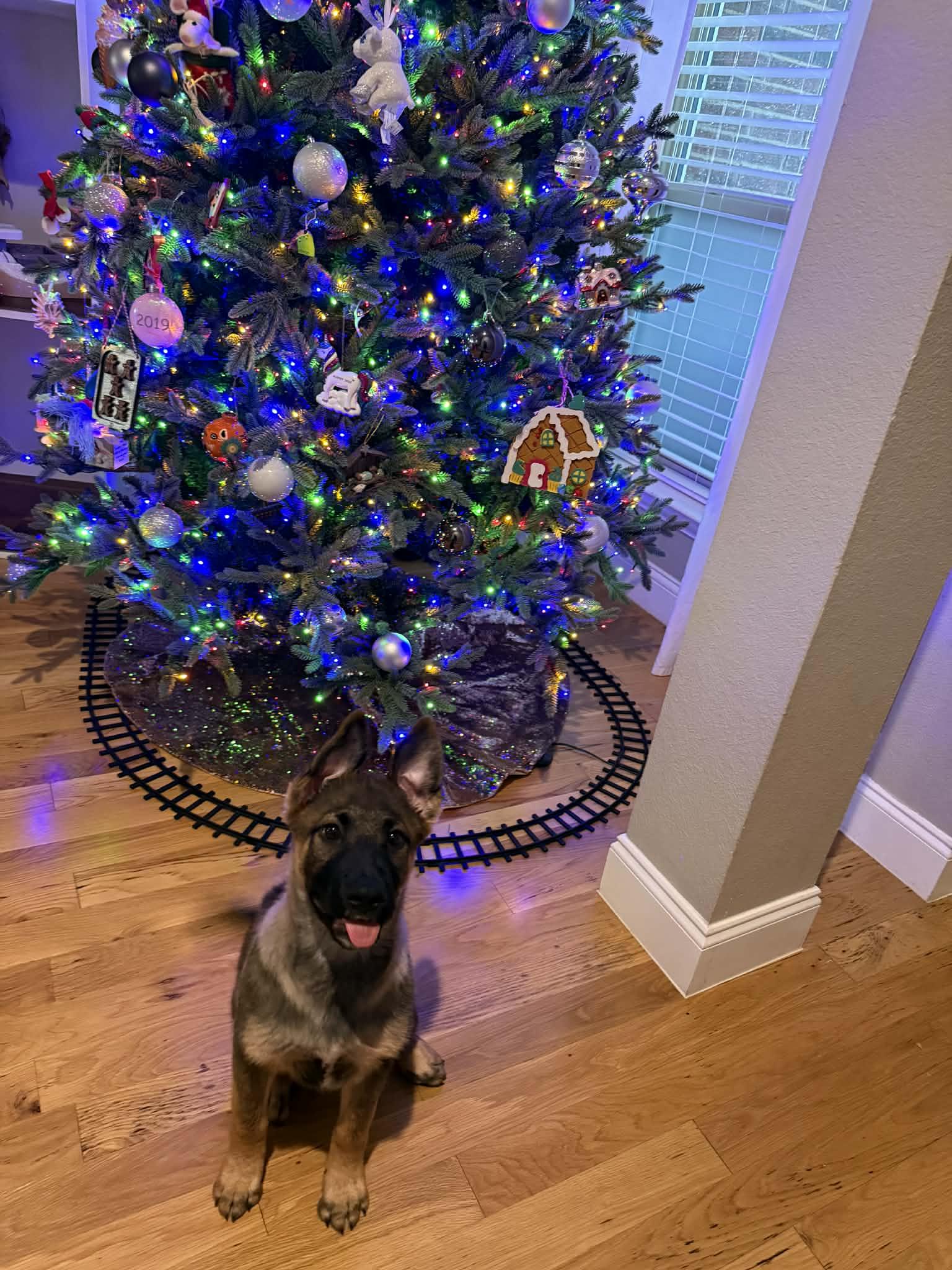 Enlarge Rudolph, a ADOPTABLE German Shepherd Dog in Dallas, TX image 4/6