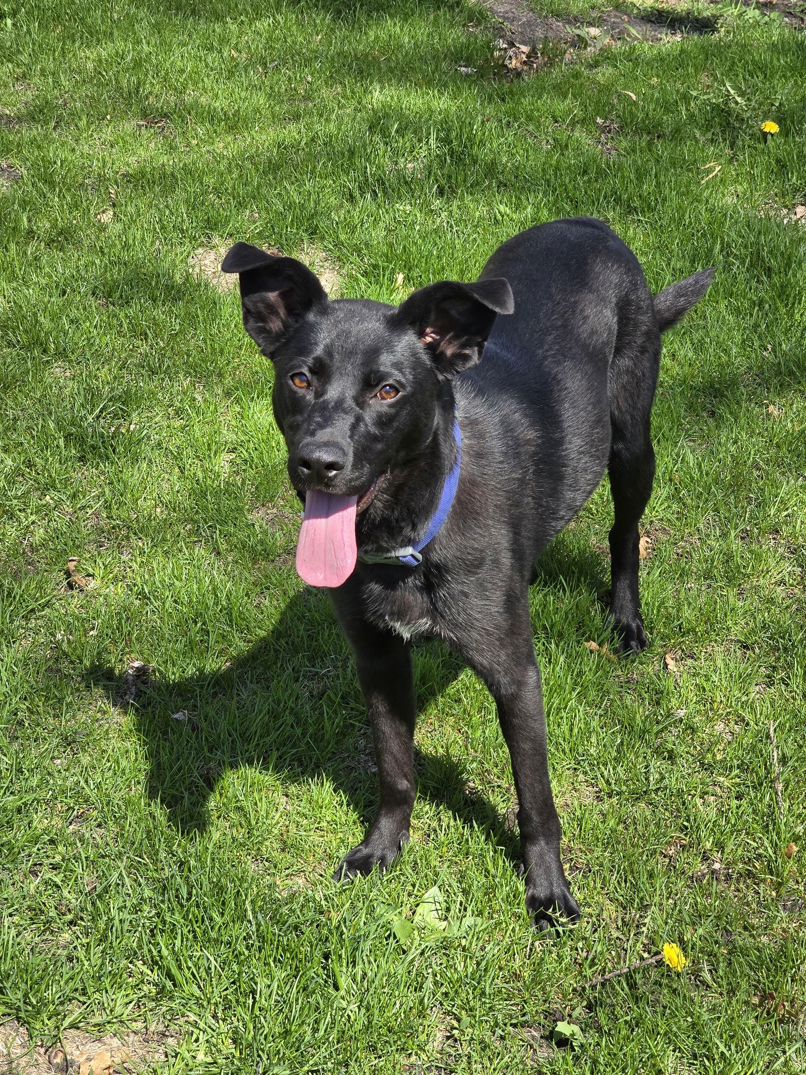 Enlarge Waabizii D6050, a Adopted Retriever in minneapolis, MN image 1/3