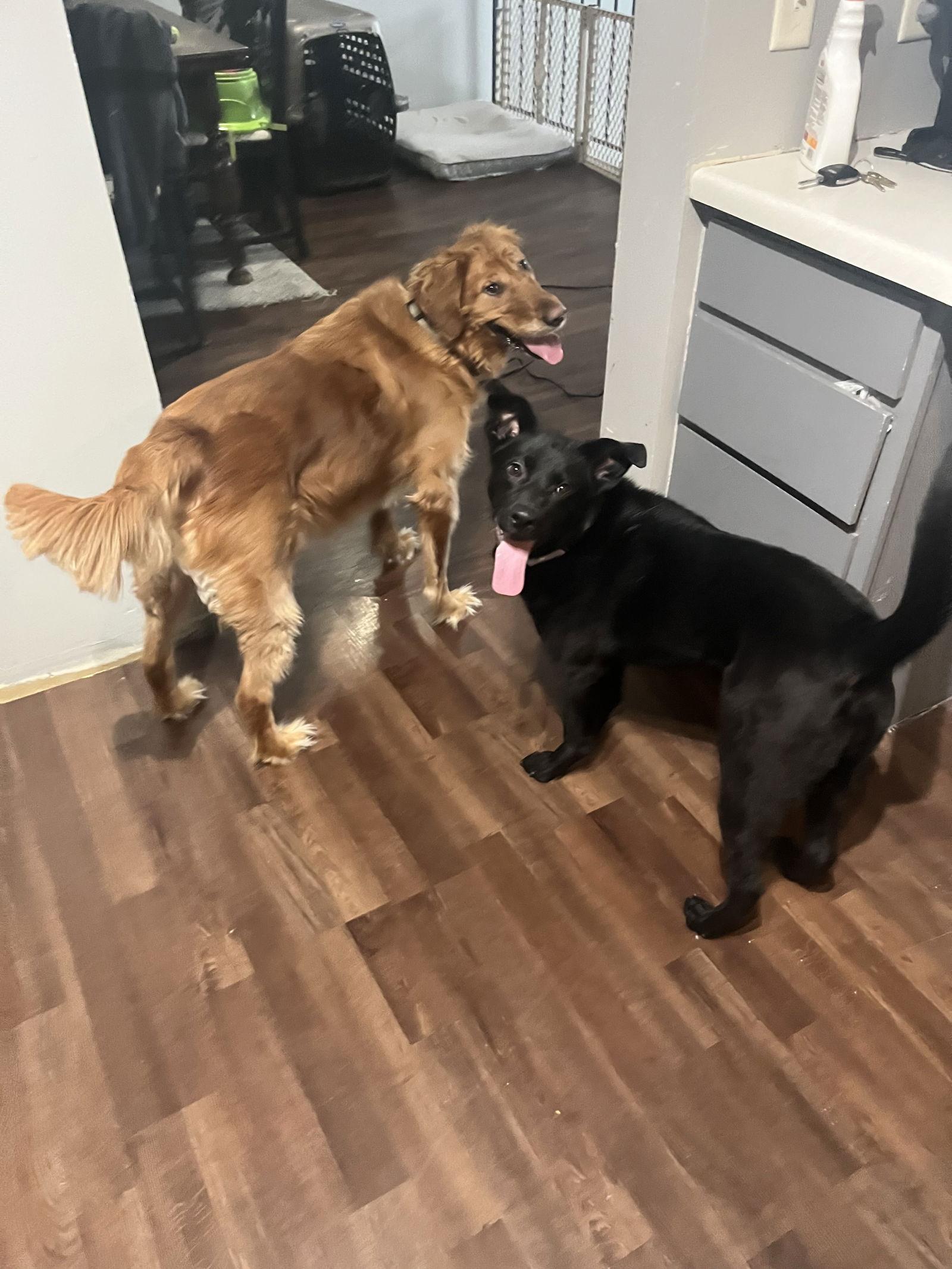 Enlarge Waabizii D6050, a Adopted Retriever in minneapolis, MN image 3/3