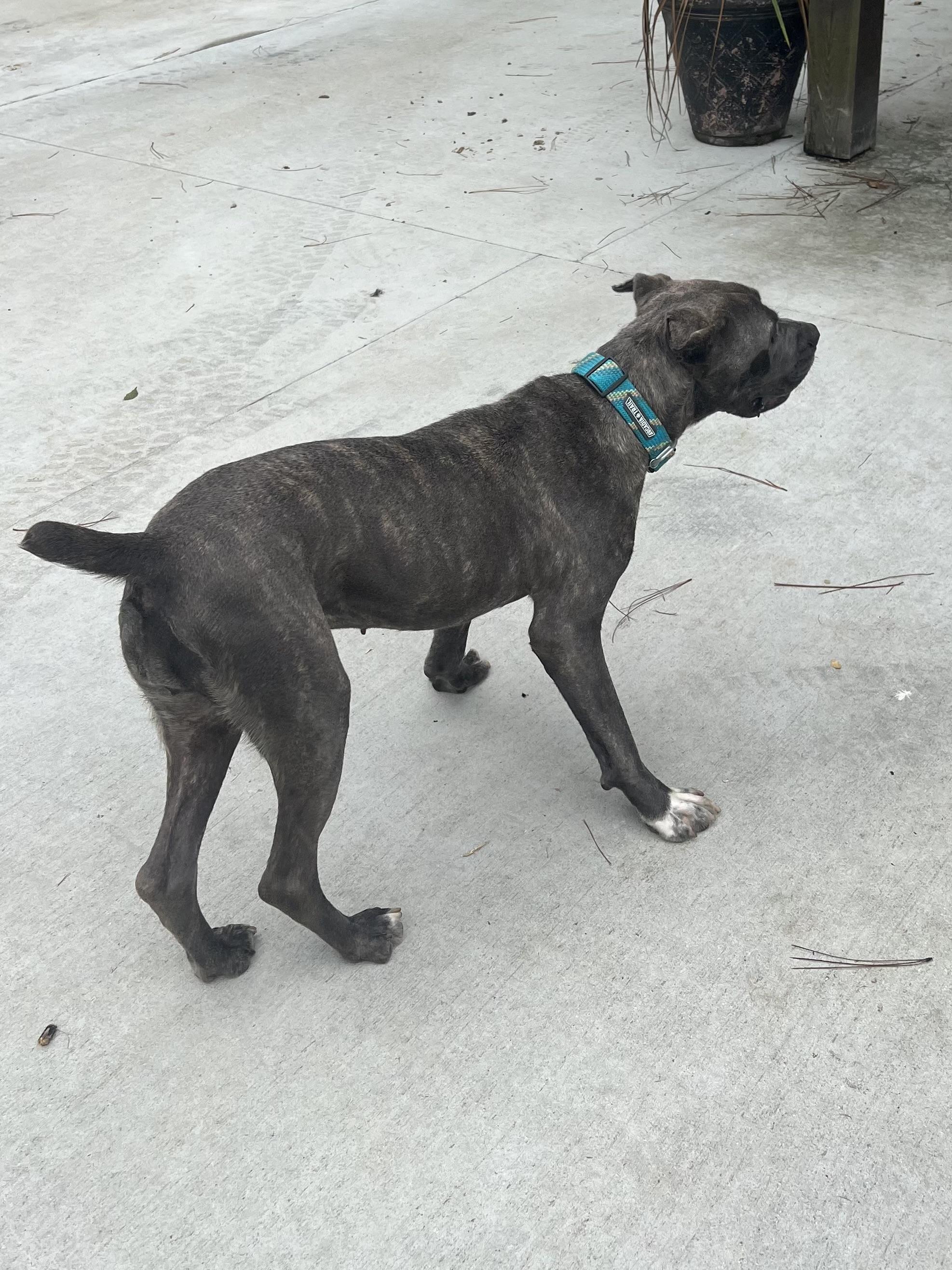Sunnie Bunnie, a Adoptable Cane Corso in Baker, LA image 2/6