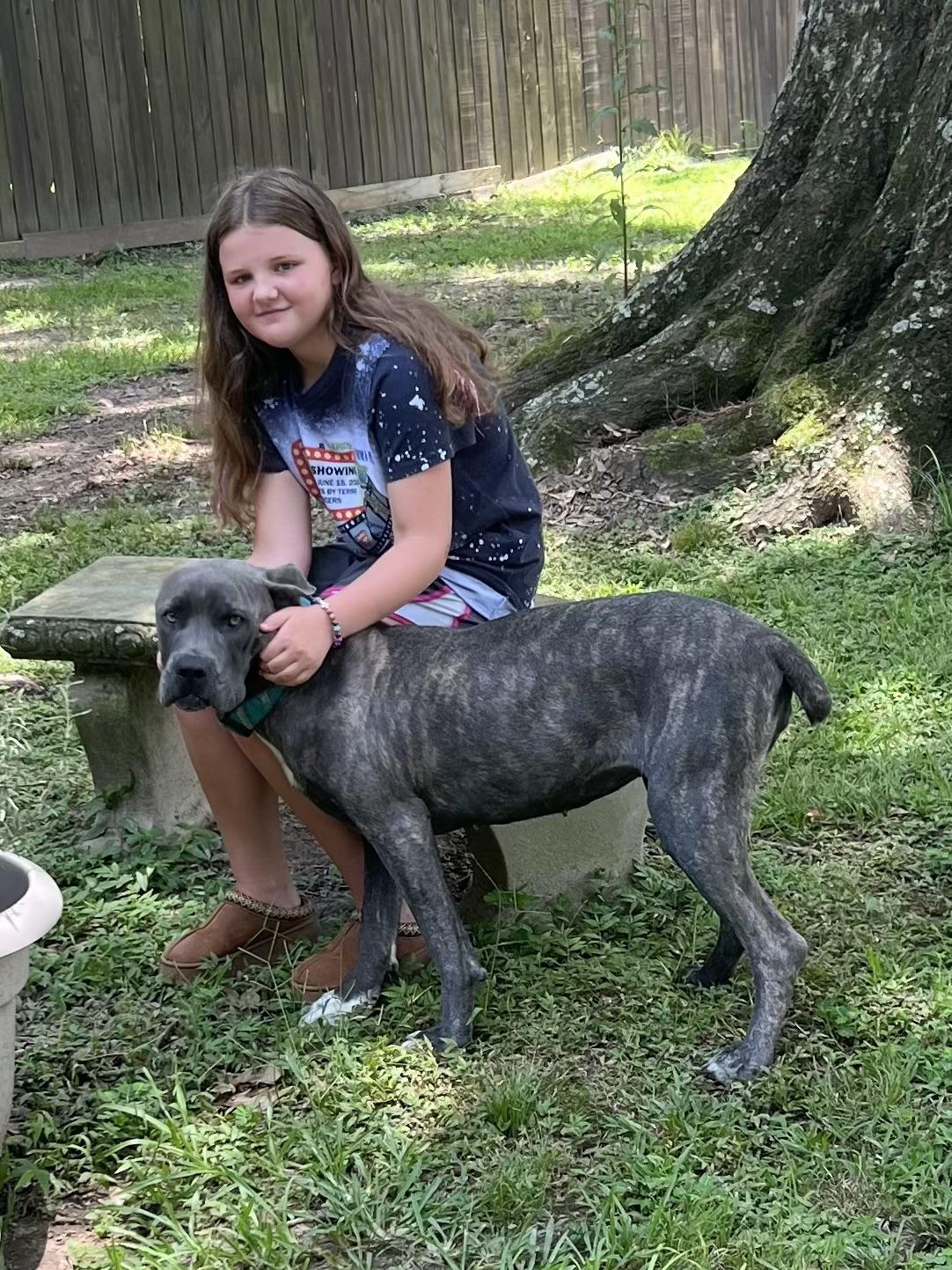 Sunnie Bunnie, a Adoptable Cane Corso in Baker, LA image 3/6