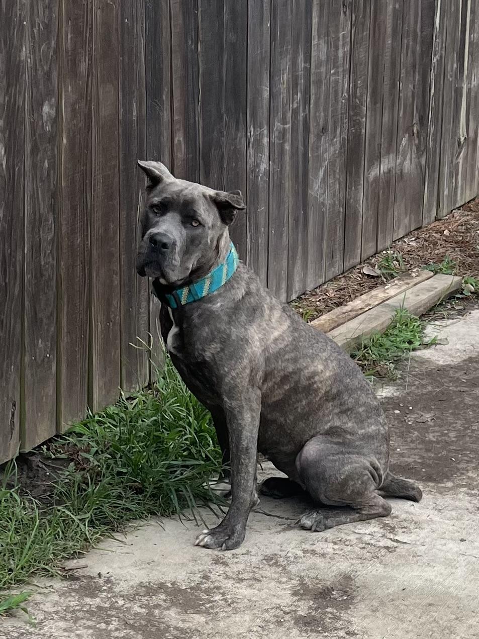 Sunnie Bunnie, a Adoptable Cane Corso in Baker, LA image 1/6