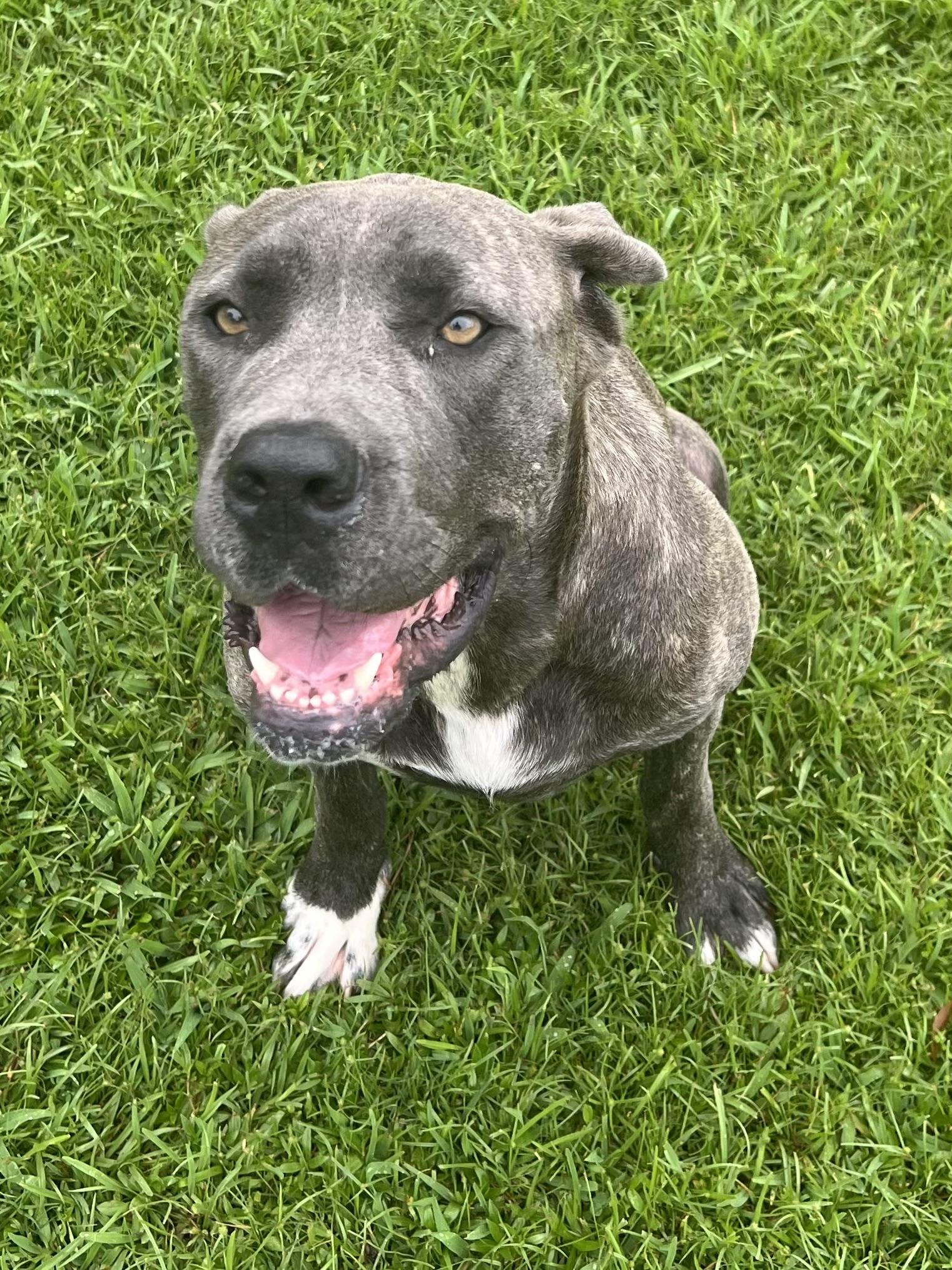Sunnie Bunnie, a Adoptable Cane Corso in Baker, LA image 4/6