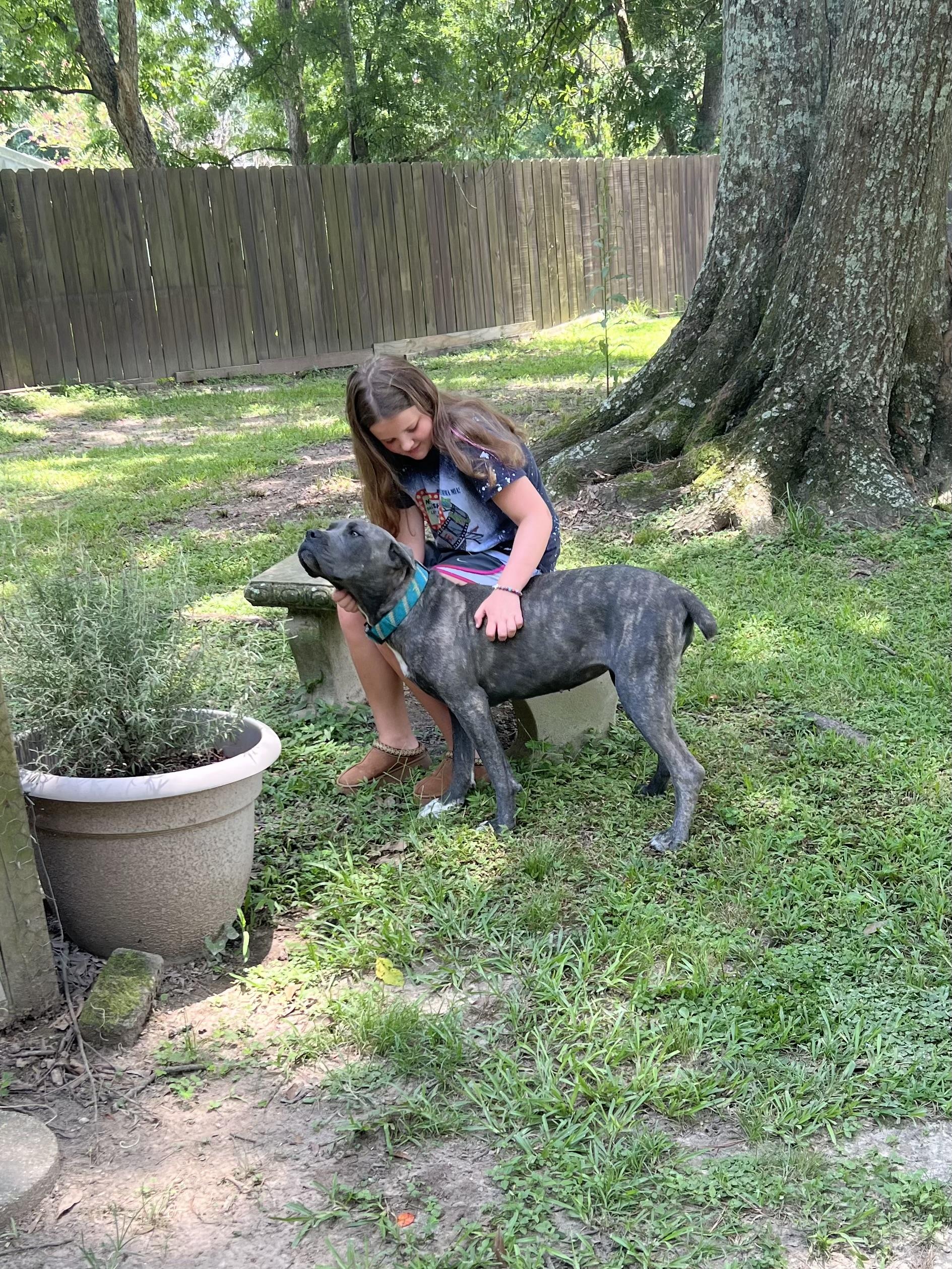 Sunnie Bunnie, a Adoptable Cane Corso in Baker, LA image 5/6