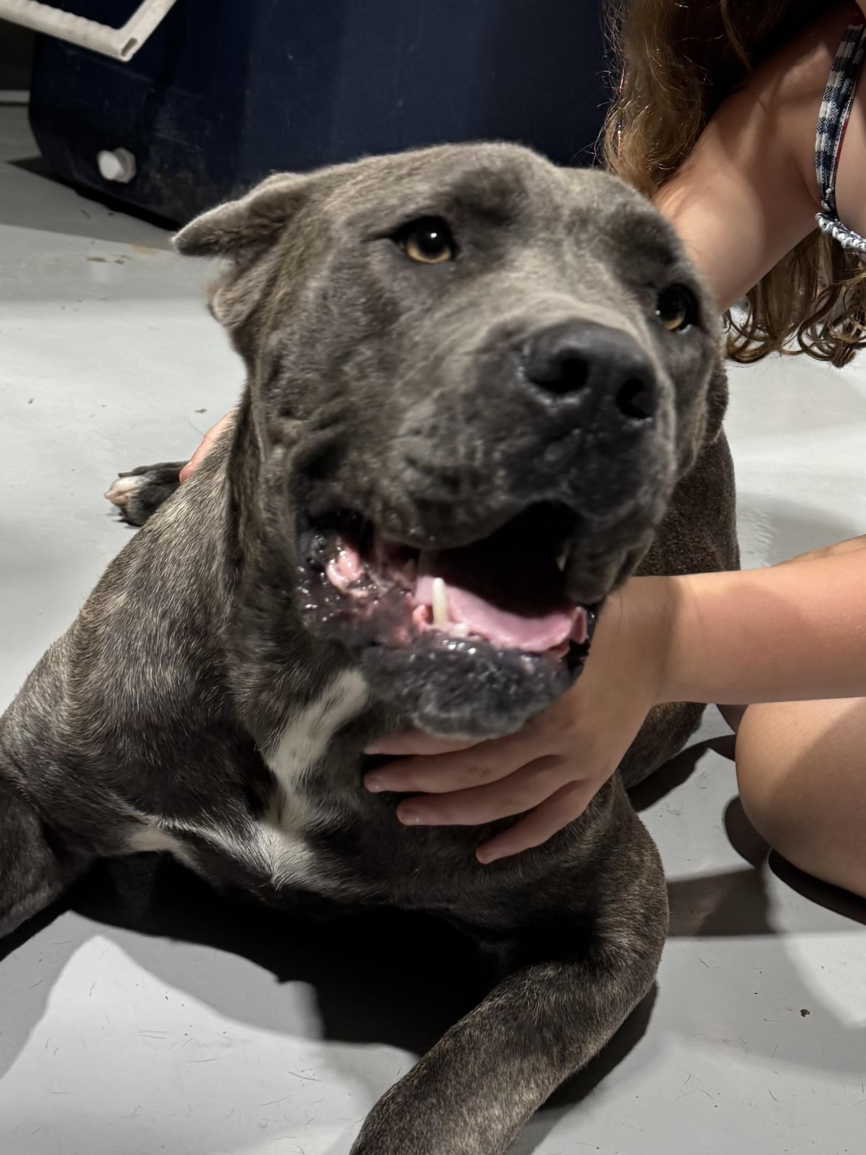 Sunnie Bunnie, a Adoptable Cane Corso in Baker, LA image 6/6