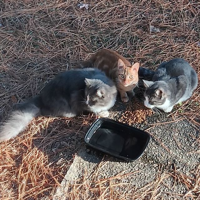 Barn Cats, a Adoptable mixed breed in Raleigh, NC image 1/3