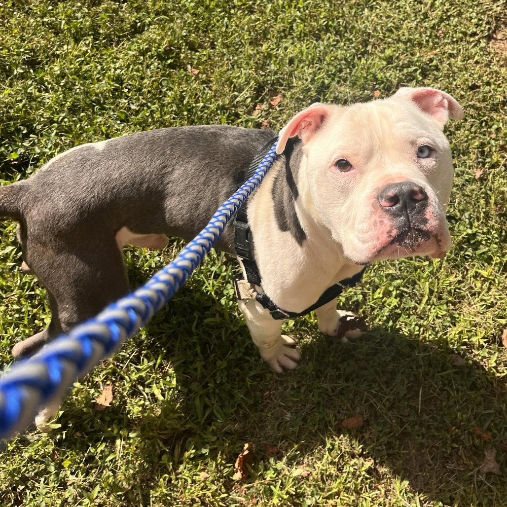 Enlarge Potato, a Adoptable Pit Bull Terrier in Hayesville, NC image 1/2