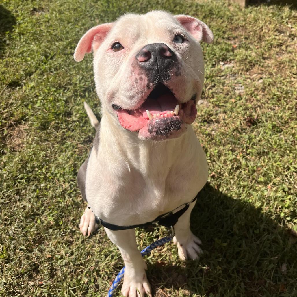 Enlarge Potato, a Adoptable Pit Bull Terrier in Hayesville, NC image 2/2