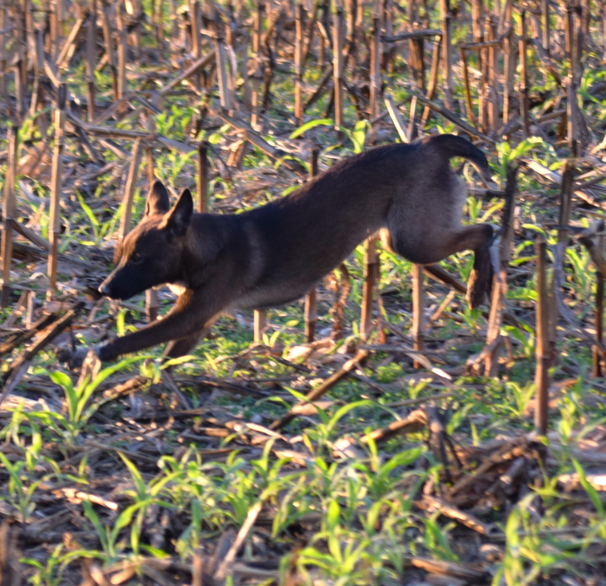 Enlarge Cami, an adopted mixed breed in Rockport, IN image 1/1