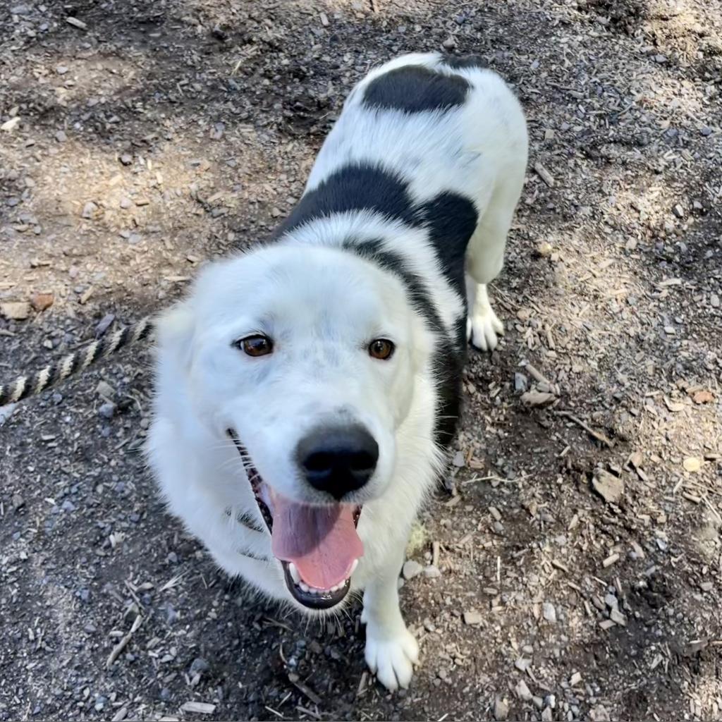 LOKI, a Adoptable mixed breed in Point Richmond, CA image 1/6