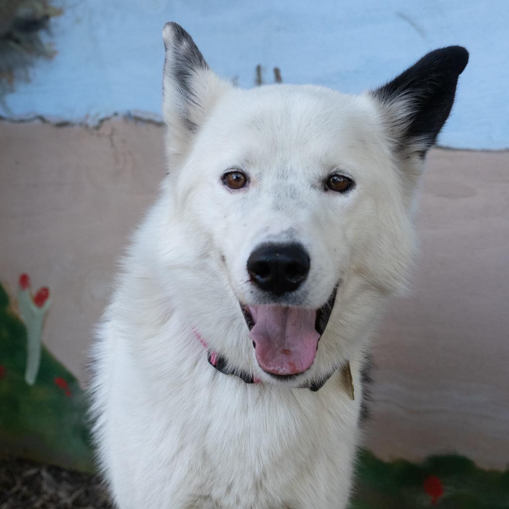 LOKI, a Adoptable mixed breed in Point Richmond, CA image 5/6