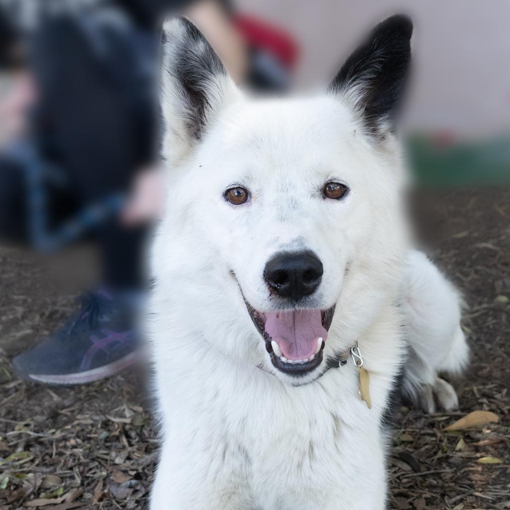 LOKI, a Adoptable mixed breed in Point Richmond, CA image 6/6