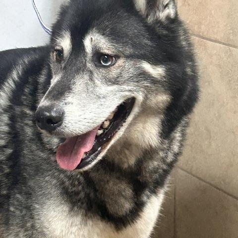 Reno, an adopted mixed breed in Denison, IA image 2/3