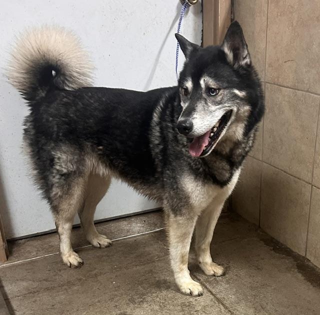 Reno, adopted, Senior Male Husky & German Shepherd Dog.