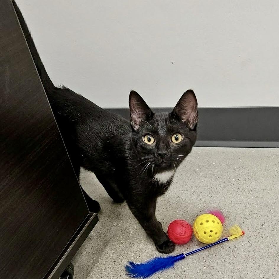Enlarge Huckleberry, a Adoptable Domestic Short Hair in Apex, NC image 3/5